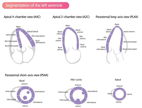 Definition of Left Ventricular Segments for Cardiac .